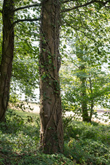 Fototapeta na wymiar Leave Covered Tree Trunk in Woodland