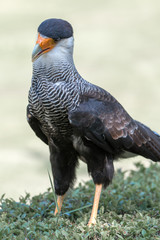 Caracara (Schopfkarakara, Caracara plancus)