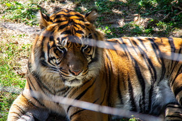 tiger in zoo