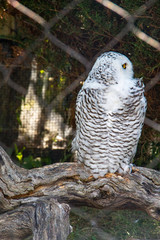 Snow owl in zoo