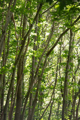 Obraz premium Dense Tree Trunks