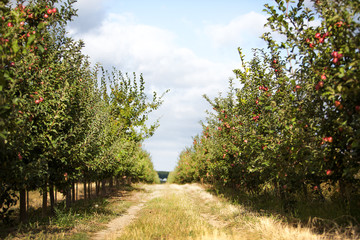 Fototapeta premium Orchard of ripe organic apples at sunrise