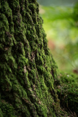 Moss Covered Tree Trunk