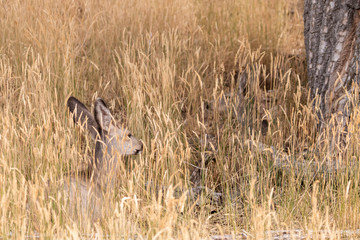  Mule Deer Doe in Colorado in Fall