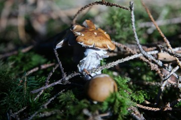 Angetrockneter Pilz