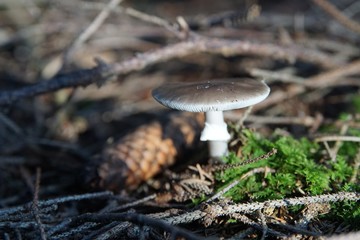 Flacher Pilz im Wald
