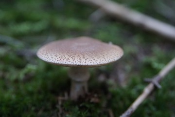 Besonders schöner Pilz im Wald