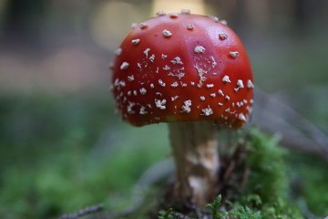  Fliegenpilz im Wald im Abendlicht 
