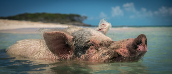 the free living pig