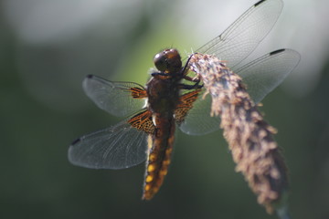 Plattbauch Libelle