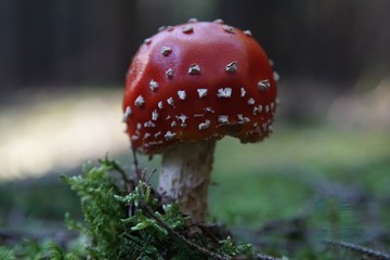 Fliegenpilz in leuchtenden rot