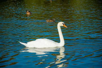 Fototapeta premium White swan at the pond with ducks