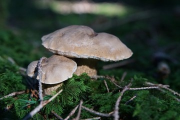 Pilz Pärchen im Wald