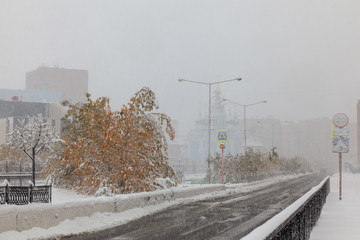 Trees under the first snow, Norilsk
