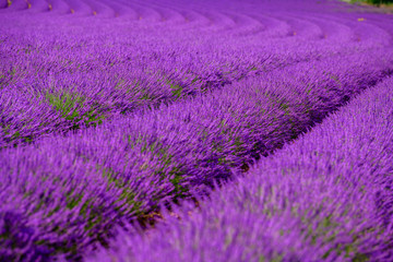 Campo di lavanda