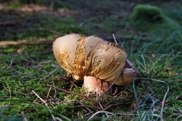 Grosser vertrockneter Pilz im Wald