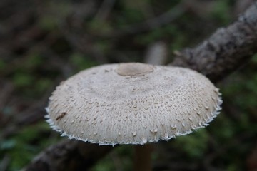 Parasol Riesenschirmling