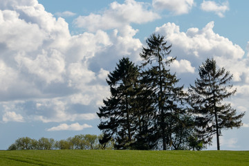 Baumgruppe in Retschow vor Himmel mit Wolken im Sommer