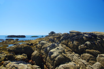 cote sauvage du croisic