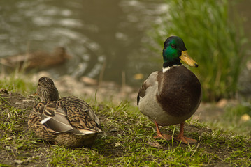 Drake guards the resting duck on the shore of the reservoir. Pairs of birds in the wild.