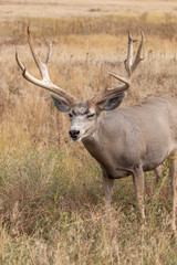 Nice Mule Deer Buck
