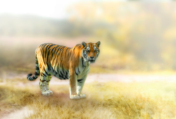 Fototapeta na wymiar Large tiger in the wild. Nature habitat.