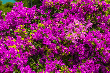 Already have an account? Log in Royalty-free stock photo ID: 1487415548  blooming bougainvillea. Magenta bougainvillea flowers. Colorful purple flowers texture and background for designers.