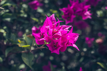 Bougainvillea red flowers texture and background. Purple flowers of bougainvillea tree. Colorful purple flowers texture and background for designers.