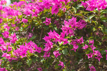Fototapeta premium Bougainvillea flowers texture and background. Purple flowers of bougainvillea tree. Colorful purple flowers texture and background for designers.