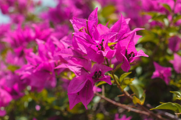Fototapeta premium Already have an account? Log in Royalty-free stock photo ID: 1487415548 blooming bougainvillea. Magenta bougainvillea flowers. Colorful purple flowers texture and background for designers.