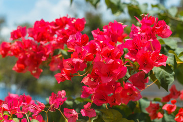 Bougainvillea red flowers texture and background. Purple flowers of bougainvillea tree. Colorful purple flowers texture and background for designers.