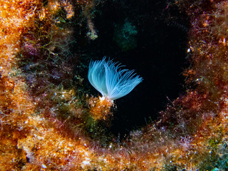 Spiral Tubeworm (Spirographis spallanzani)