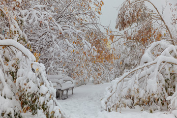 Trees under the first snow, Norilsk