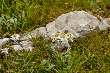 Stella Alpina fra l'erba e le rocce