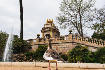 Goose in parc de la ciutadella 