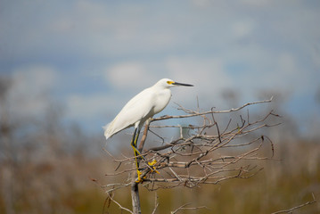  Snowy Egret Egretta thula