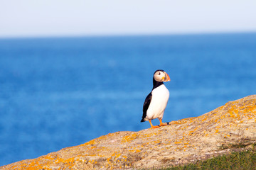 Obraz premium Puffin