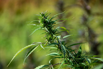 Plant de cannabis (cannabis sativa)