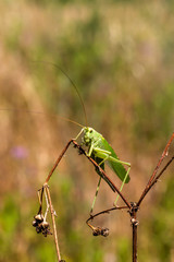 Great Green Bush-cricket female (Tettigonia viridissima) close-up