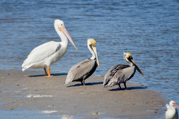 Three Pelicans