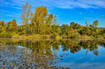 Golden autumn on the bank of forest lake