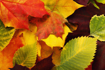 Naklejka na ściany i meble Background from various autumn leaves of maple, ash and birch