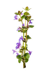 Branch of flowering catnip or called Nepeta cataria, isolated on white background. The plant is used in medicine and as a seasoning for food