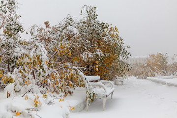 Trees under the first snow, Norilsk