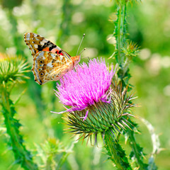 Beautiful butterfly on a milk thistle flower.