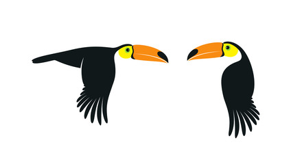 Flying toucan. Isolated toucan on white background  - obrazy, fototapety, plakaty