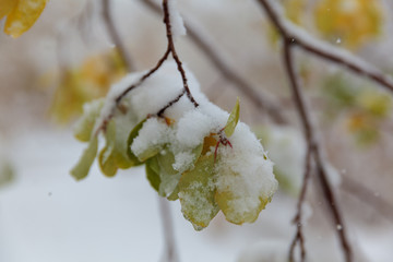 Trees under the first snow, Norilsk