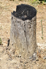 a burned tree photo