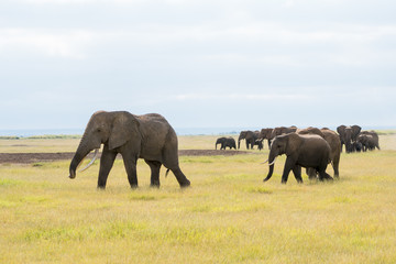 Wild animals in Kenya, Africa