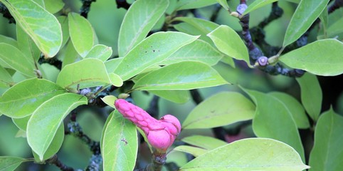 lonely magnolia fruit in the tree